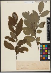 Foto von Salix silesiaca Willd.